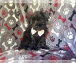 Small #3 Schnauzer (Miniature)