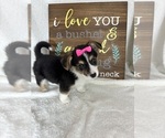 Small Pembroke Welsh Corgi
