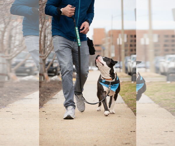 Medium Photo #10 Mutt Puppy For Sale in Alexandria, VA, USA