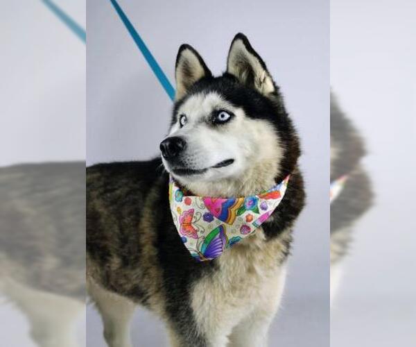 Medium Photo #1 Siberian Husky Puppy For Sale in Bakersfield, CA, USA