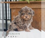 Small #2 Poodle (Miniature)