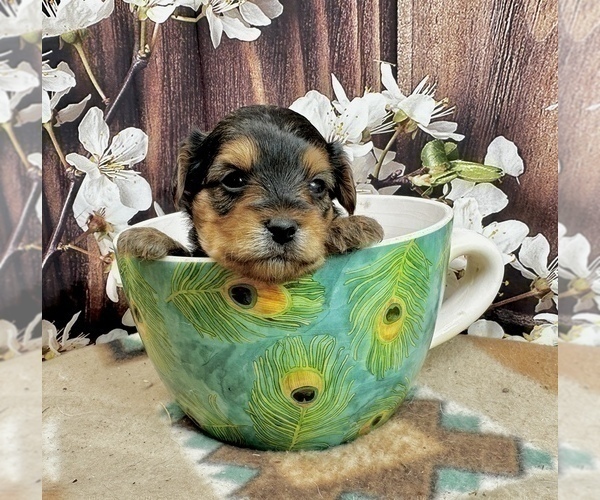 Medium Photo #17 Morkie Puppy For Sale in CASSVILLE, MO, USA