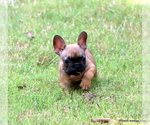 Image preview for Ad Listing. Nickname: Litter of 5