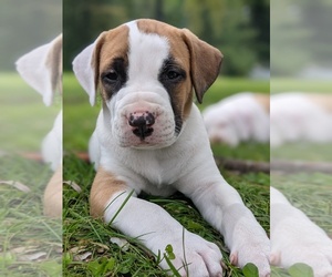 American Bulldog Puppy for sale in DALTON, MA, USA