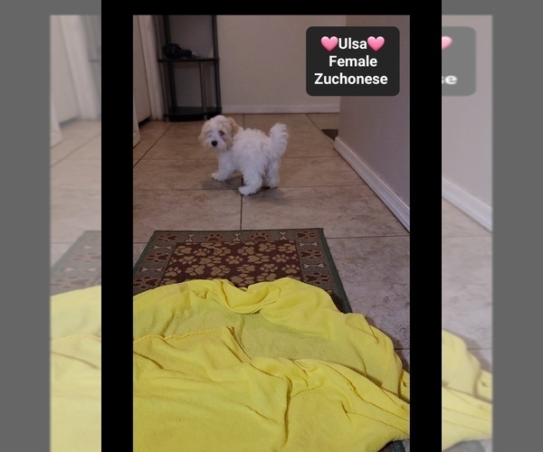 Medium Photo #3 Havanese-Zuchon Mix Puppy For Sale in TUCSON, AZ, USA