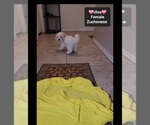 Small #2 Havanese-Zuchon Mix