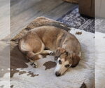 Small #6 Beagle Mix