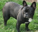 Small Photo #2 French Bulldog Puppy For Sale in SPRINGFIELD, OR, USA