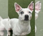 Small #7 Jack Russell Terrier Mix