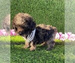 Small #6 Poodle (Toy)