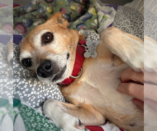 Medium Photo #17 Rat Terrier-Unknown Mix Puppy For Sale in Atlanta, GA, USA