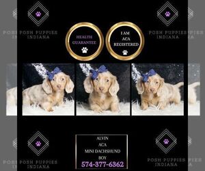 Dachshund Puppy for sale in WARSAW, IN, USA
