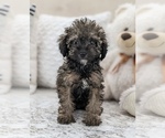 Small Photo #4 Poodle (Miniature) Puppy For Sale in NORTH LAWRENCE, OH, USA