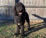 Small Photo #1 Goldendoodle Puppy For Sale in GASTON, SC, USA