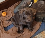 Small Photo #9 Labrador Retriever Puppy For Sale in LIMA, OH, USA