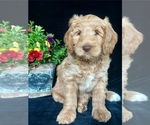 Puppy Hans Solo Australian Labradoodle