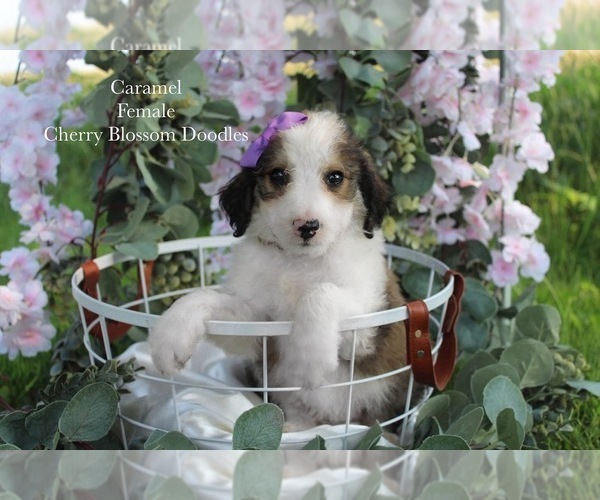 Medium Photo #1 Bordoodle Puppy For Sale in GREENWICH, OH, USA
