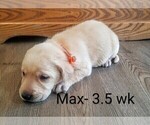 Puppy 2 Labrador Retriever