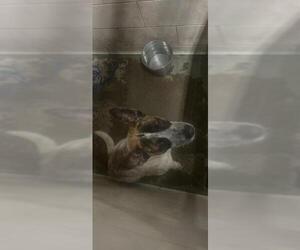 Collie-German Shorthaired Pointer Mix Dogs for adoption in Stockton, CA, USA