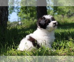 Small Photo #1 Havachon Puppy For Sale in HOUSTON, TX, USA