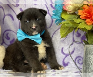 Labrador Retriever-Siberian Husky Mix Puppy for sale in LANCASTER, PA, USA