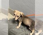Small American Pit Bull Terrier Mix