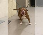 Small American Pit Bull Terrier Mix