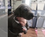 Small Photo #10 Great Dane Puppy For Sale in OGDEN, UT, USA