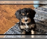 Small Photo #4 Cavapoo Puppy For Sale in HOLDEN, MO, USA