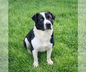 Borador Dogs for adoption in Unionville, PA, USA