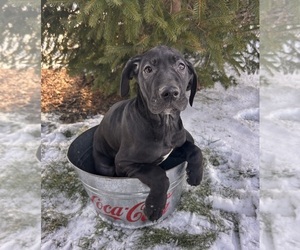 Great Dane Puppy for sale in MIDDLEBURY, IN, USA
