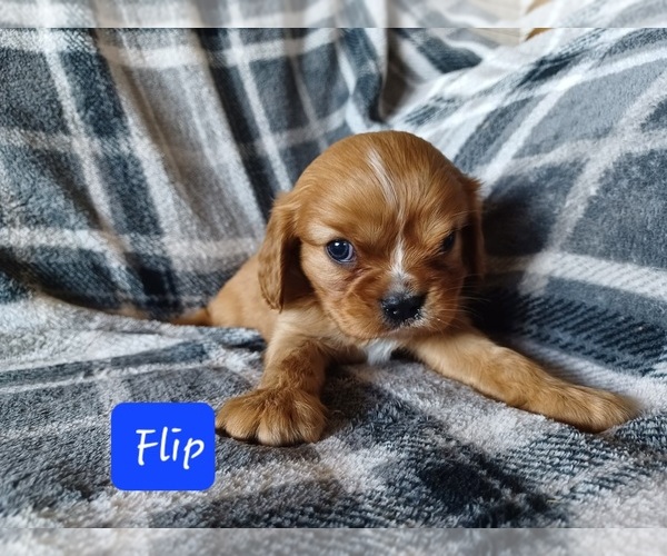 Medium Photo #4 Cavalier King Charles Spaniel Puppy For Sale in STANLEY, WI, USA