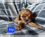 Small #3 Cavalier King Charles Spaniel
