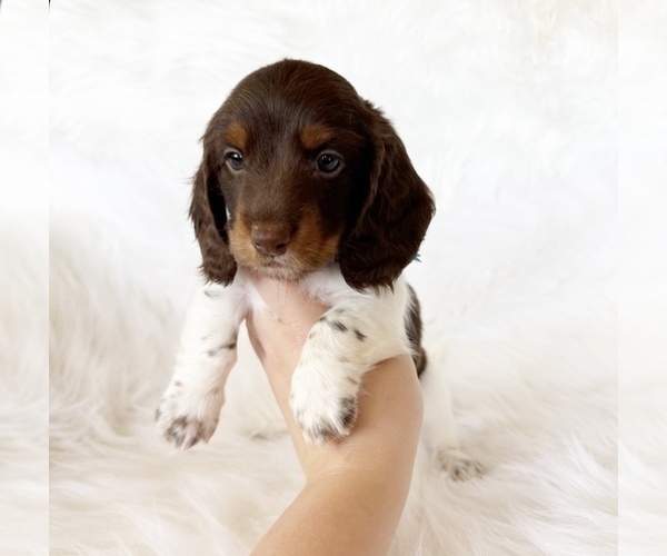 Medium Photo #8 Dachshund Puppy For Sale in DAVIS, CA, USA