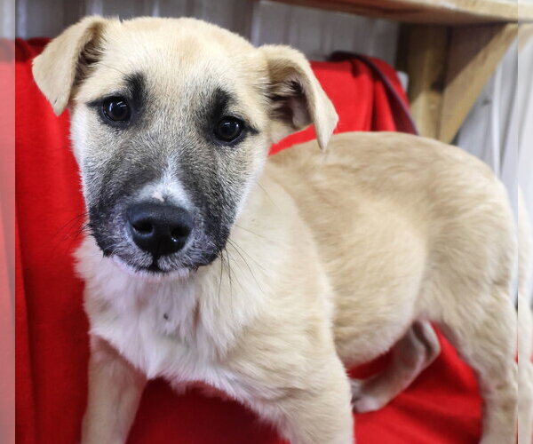 Medium Photo #3 Shepradors Puppy For Sale in Princeton, MN, USA