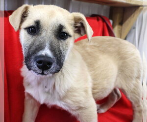 Pistachio - Female Shepradors Dog for Adoption - Photo #3