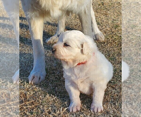 Medium Photo #6 Great Pyrenees Puppy For Sale in AGRA, OK, USA