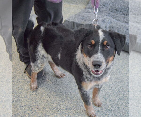 Medium Photo #2 Mutt Puppy For Sale in Huntley, IL, USA