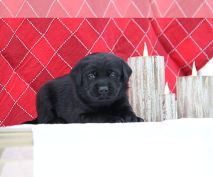 Labrador Retriever Puppy for sale in HYDE PARK, VT, USA