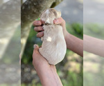 Small Photo #5 Australian Labradoodle Puppy For Sale in BRUSH PRAIRIE, WA, USA