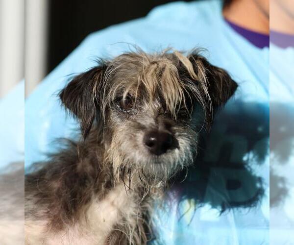 Medium Photo #1 Mutt Puppy For Sale in San Antonio, TX, USA
