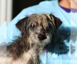 Mutt Dogs for adoption in San Antonio, TX, USA