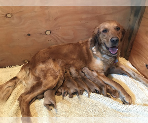 Mother of the Golden Retriever puppies born on 05/18/2022