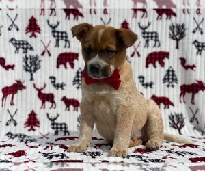 Australian Cattle Dog Puppy for sale in LANCASTER, PA, USA