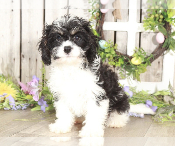 Medium Photo #1 Cavachon Puppy For Sale in MOUNT VERNON, OH, USA