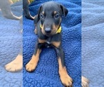 Small Photo #15 Doberman Pinscher Puppy For Sale in MILL SPRING, NC, USA