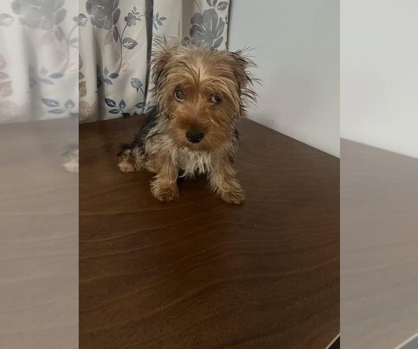 Medium Photo #8 Yorkshire Terrier Puppy For Sale in DURHAM, CT, USA