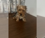 Small Photo #8 Yorkshire Terrier Puppy For Sale in DURHAM, CT, USA