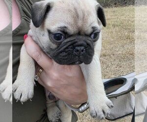 Medium Frenchie Pug