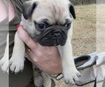 Puppy Trixie Frenchie Pug